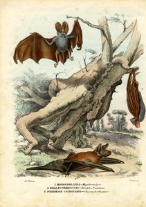 コウモリ、1863-79 作： Raimundo Petraroja